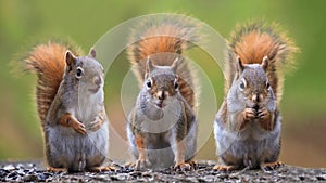 Squirrels