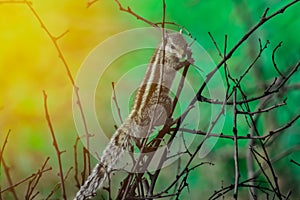 Squirrels on tree branch