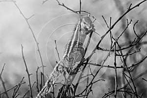 Squirrels on tree branch