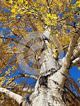 Squirrels view of the weeping birch tree