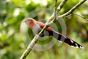 Squirrl cuckoo