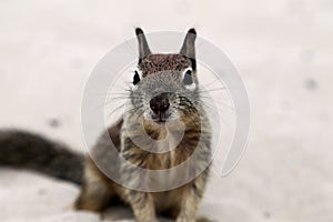 Squirrle