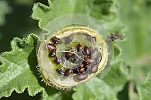 Squirting cucumber