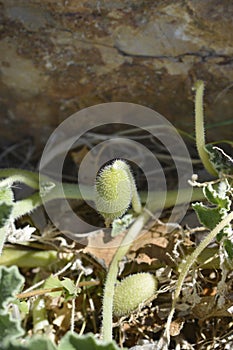 Squirting cucumber