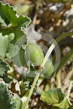 Squirting cucumber