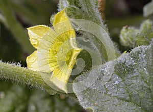 Squirting Cucumber