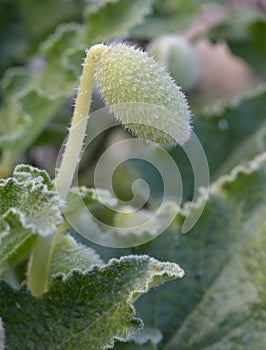 Squirting Cucumber