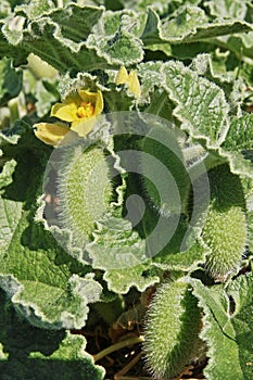 Squirting cucumber plant photo