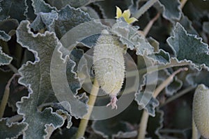 Squirting Cucumber Flower, Leaves and Fruit