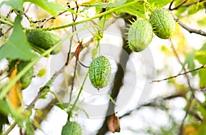 Squirting cucumber growing outdoors. Ecballium elaterium plant