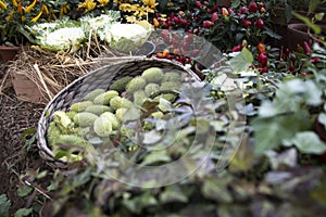 Squirting cucumber in a wicker basket