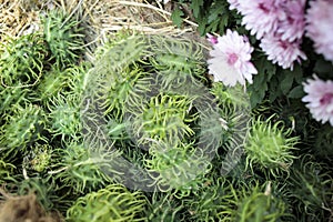 Squirting cucumber in a wicker basket