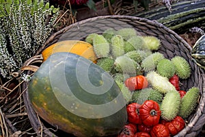 Squirting cucumber in a wicker basket