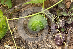 Squirting cucumber. Wood.