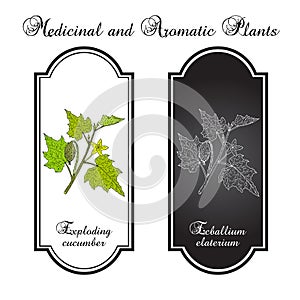 Squirting or exploding cucumber Ecballium elaterium , medicinal plant