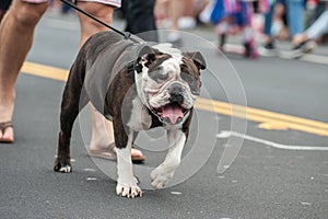 Squished face walking the route