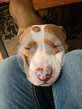 Squishy face pitty