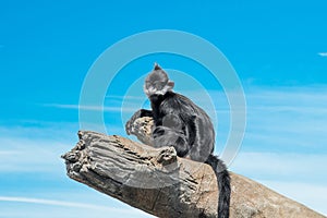 Squrrel monkey sitting on log