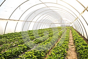 Srawberry seedlings growing in greenhouse