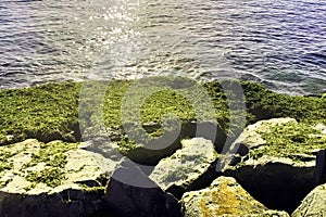 Sreen algae on the rocks near the sea in the morning light.