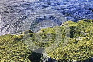 Sreen algae on the rocks near the sea in the morning light.