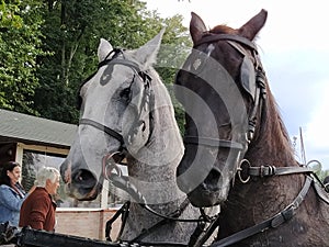 Sremska Mitrovica, Serbia, September 27, 2020, Two horses with bridles. Sled with horses. White and black horse. Sports racing or