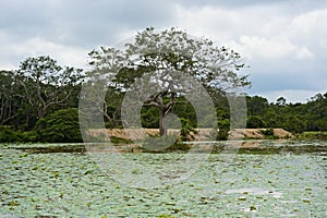 Sri Lanka