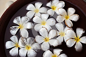 Sri Lanka: Araliya flower, temple tree in the water photo