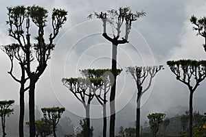 Sri Lanka Beauty at upcountry