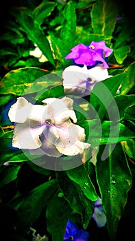 Sri lanka beautyfull flowers picture