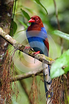 The Sri Lanka blue magpie or Ceylon magpie Urocissa ornata sitting on the branch middle of the rainforest