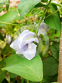 Sri Lanka butifull flowers blue colour is