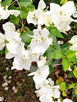 Sri Lanka butifull flowers picture is