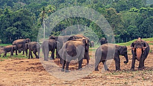 Sri lanka: captive elephants in Pinnawala