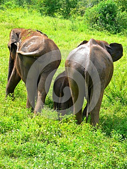 Sri Lanka Ceylon, baby elephant with its mother