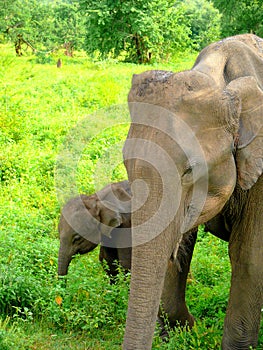 Sri Lanka Ceylon, baby elephant with its mother