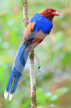 Sri Lanka or Ceylon Blue Magpie