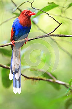 Sri Lanka or Ceylon Blue Magpie