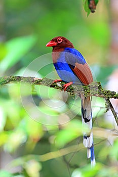 Sri Lanka or Ceylon Blue Magpie