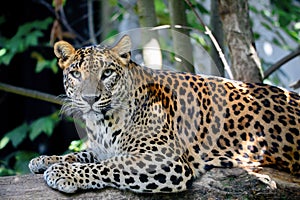 Sri Lanka Ceylon Leopard, Panthera pardus kotiya