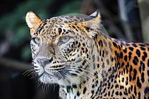 Sri Lanka Ceylon Leopard, Panthera pardus kotiya