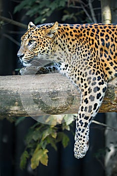 Sri Lanka Ceylon Leopard, Panthera pardus kotiya photo