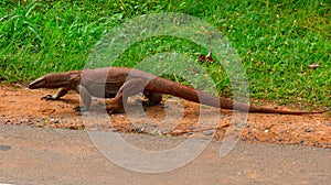 Sri Lanka Ceylon, monitor lizards Varanus, genus of saurians of the Varanidae family Varanidae