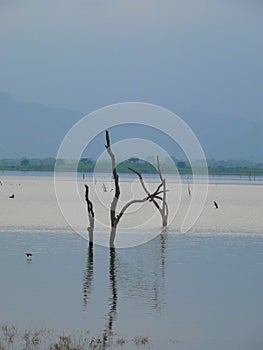 Sri Lanka Ceylon, Udawalawa Reservoir