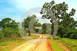 Sri Lanka country road