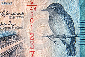 Sri Lanka currency close up. Macro view of 50 rupees bill. Detail of Srilankan banknote with flycatcher bird