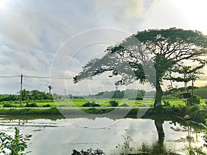 sri lanka. dome. natural.Beautiful waterfall surrounded by bright green tea plantations in Sri Lanka