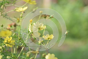 Sri Lanka dry zone flowers