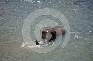 Sri Lanka Elephant Orphanage