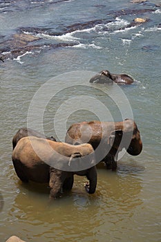 Sri Lanka Elephant Orphanage